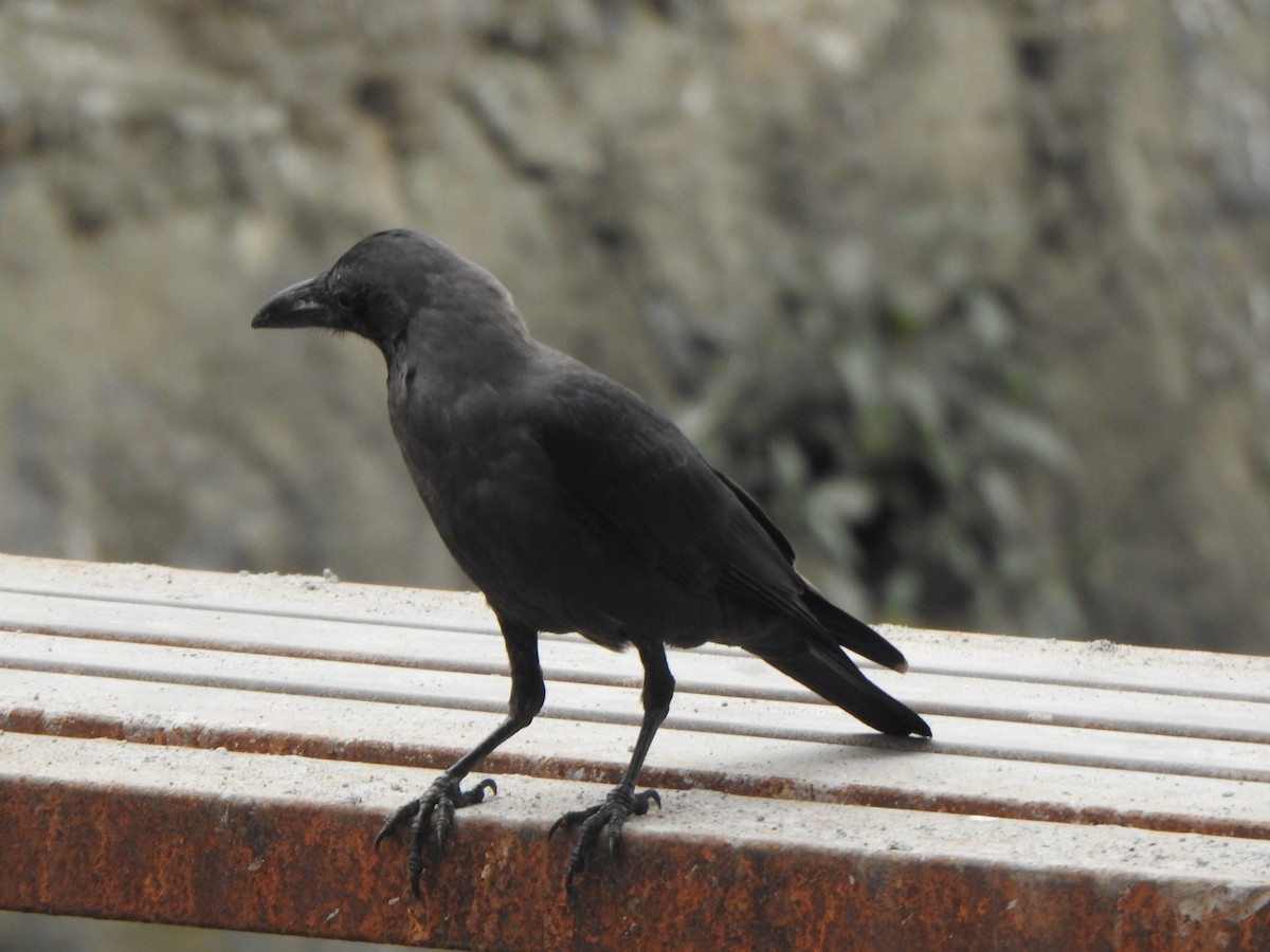 House Crow - ML628850359