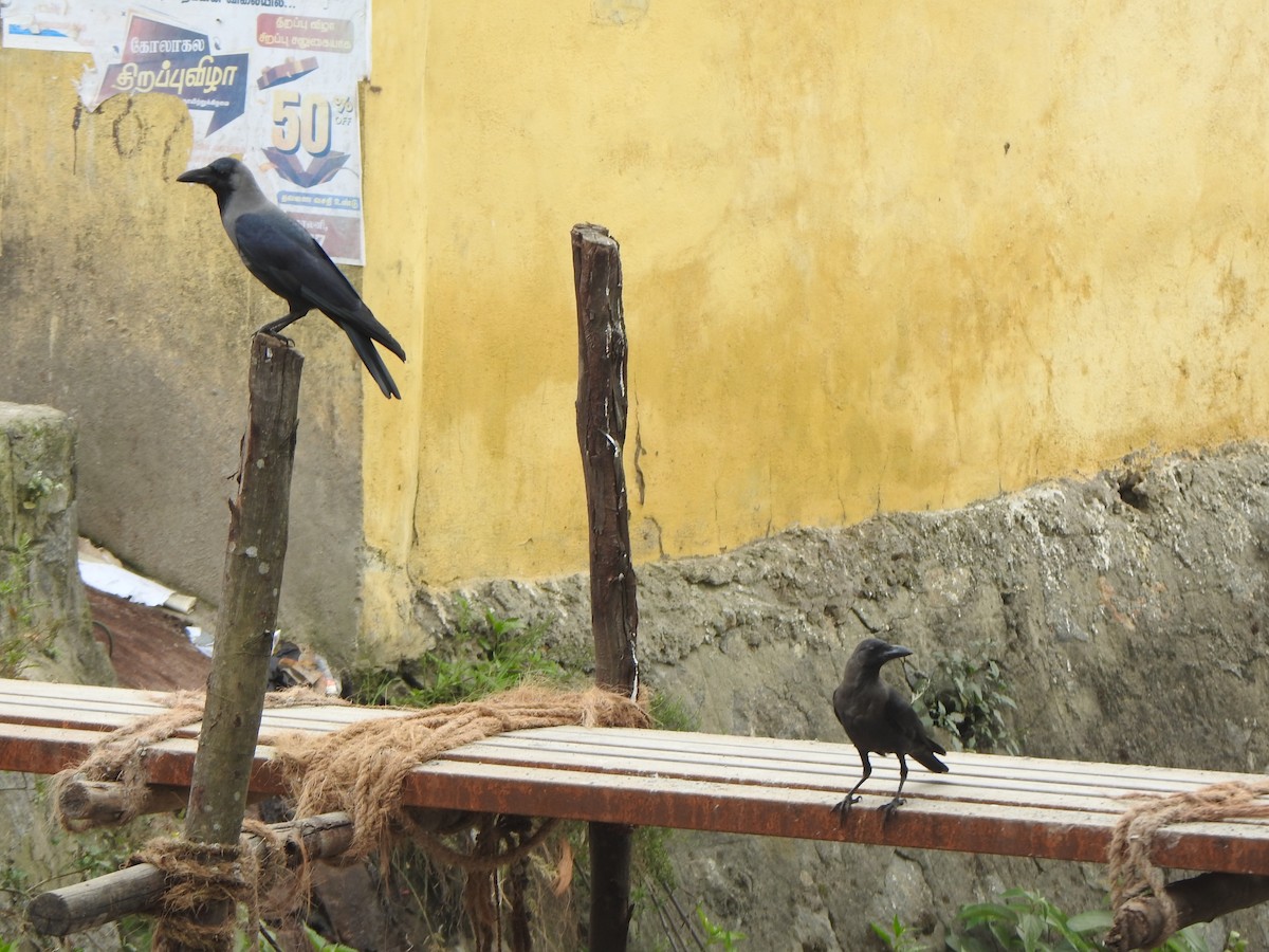 House Crow - ML628850360