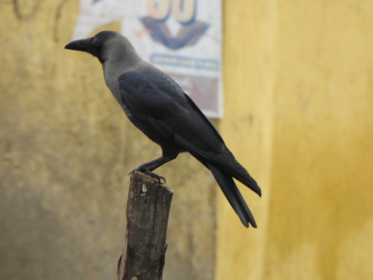House Crow - ML628850361