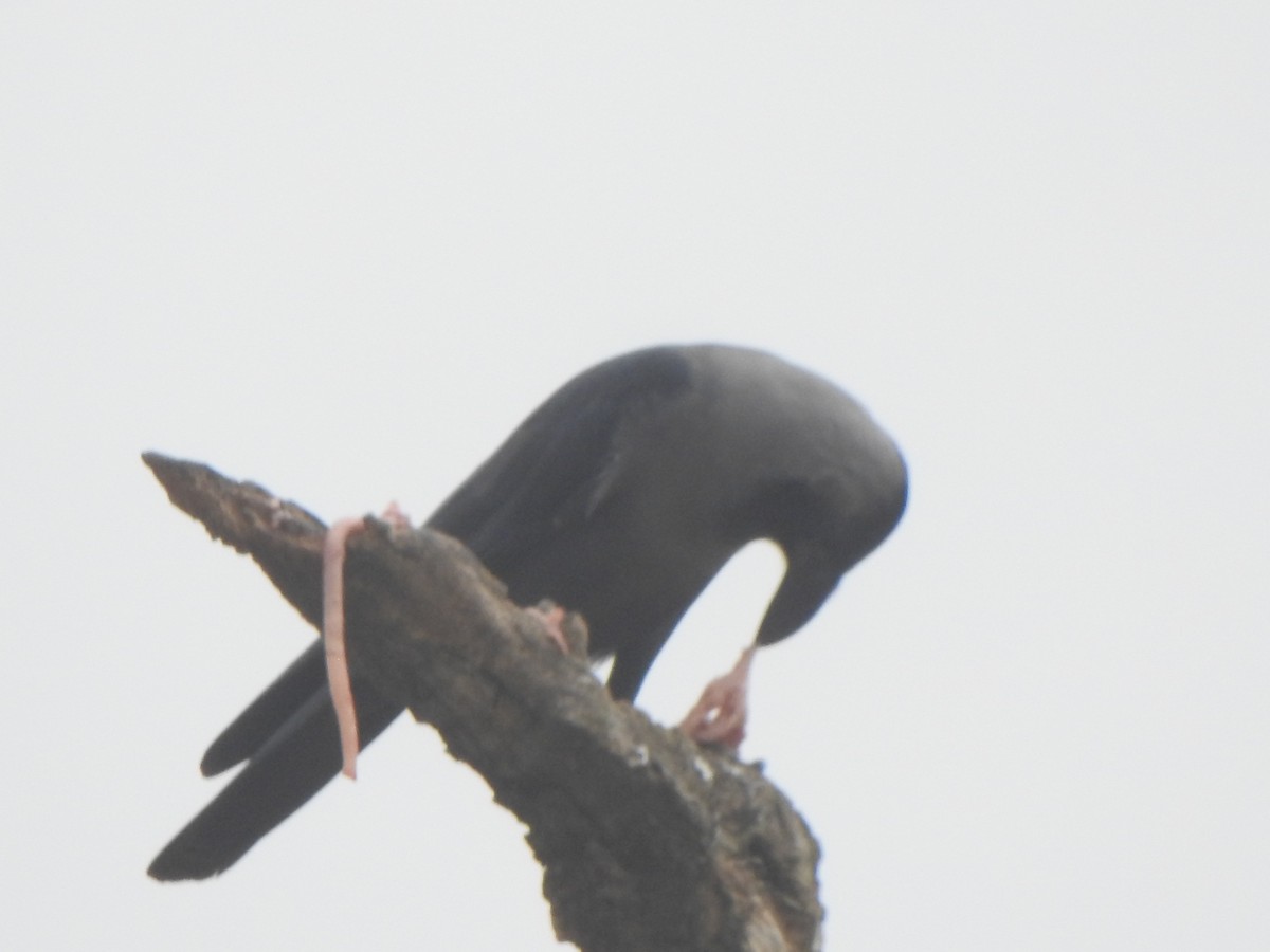 House Crow - ML628850371
