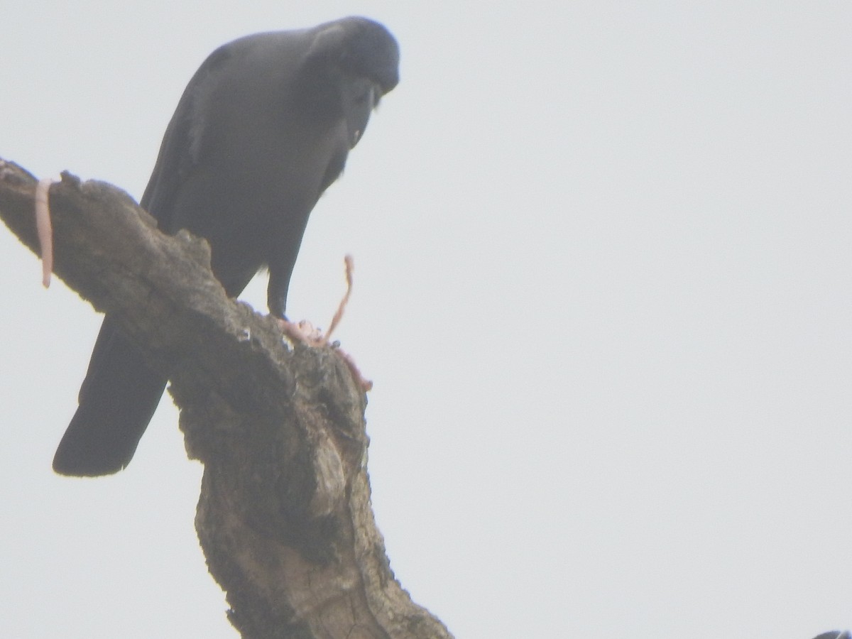 House Crow - ML628850372