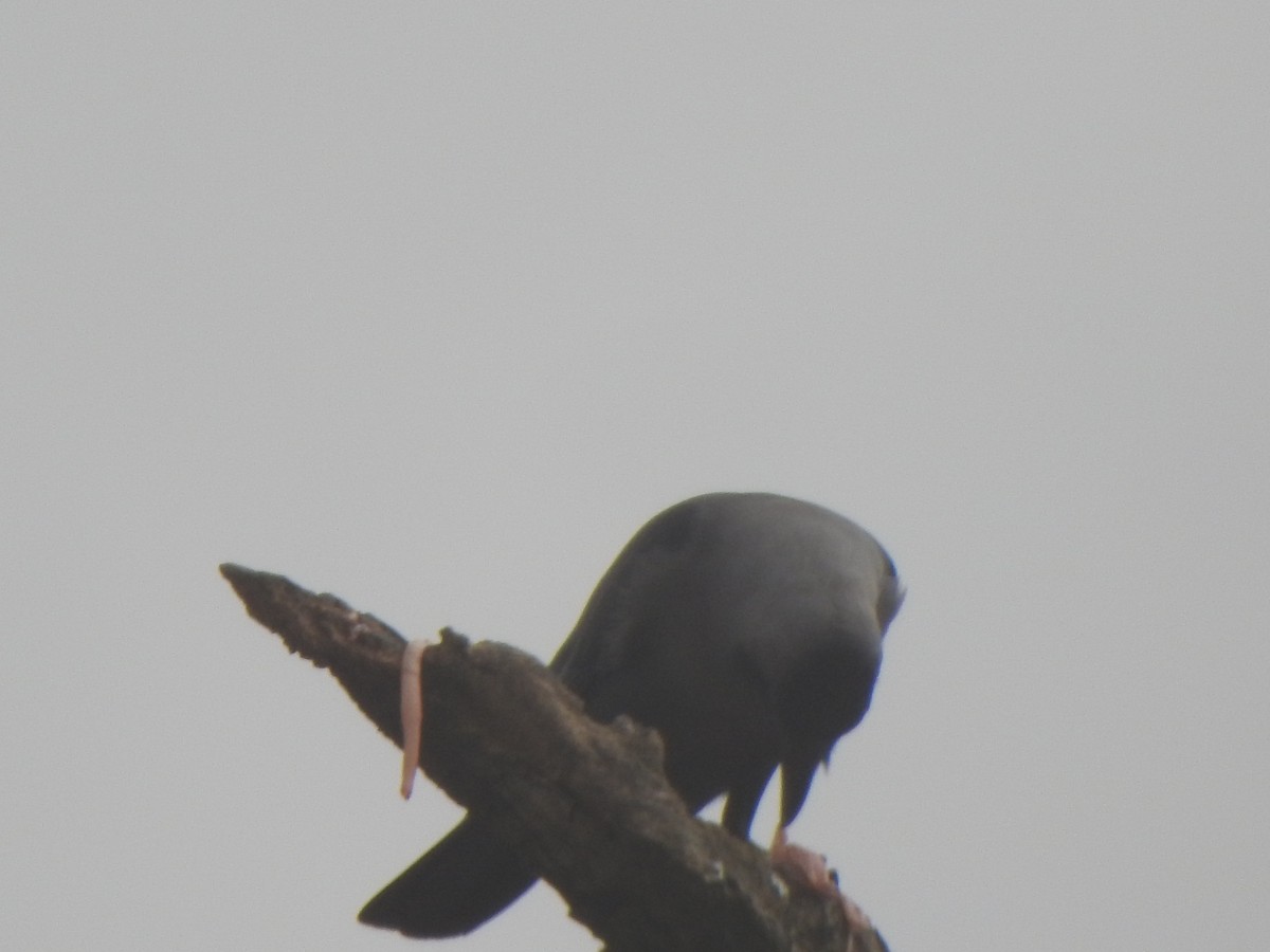 House Crow - ML628850373