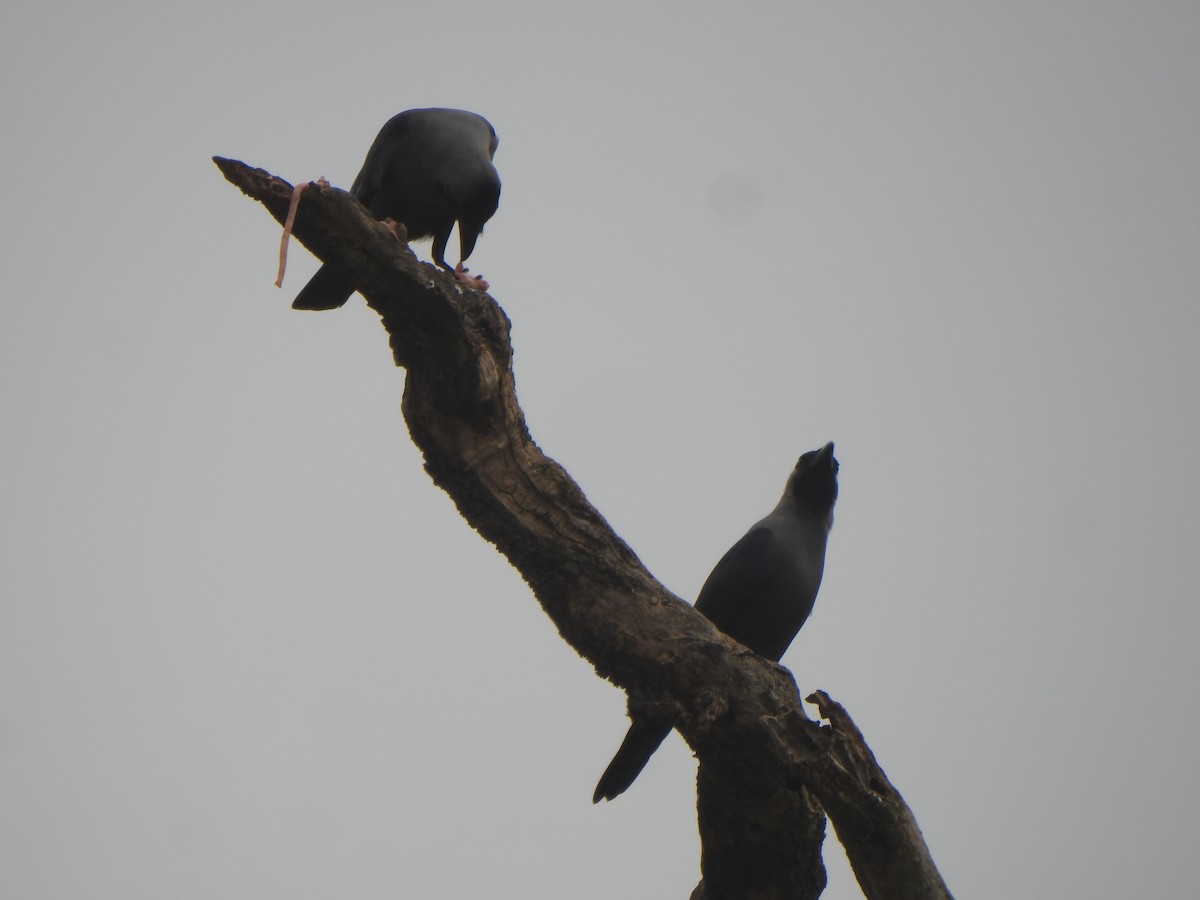 House Crow - ML628850374