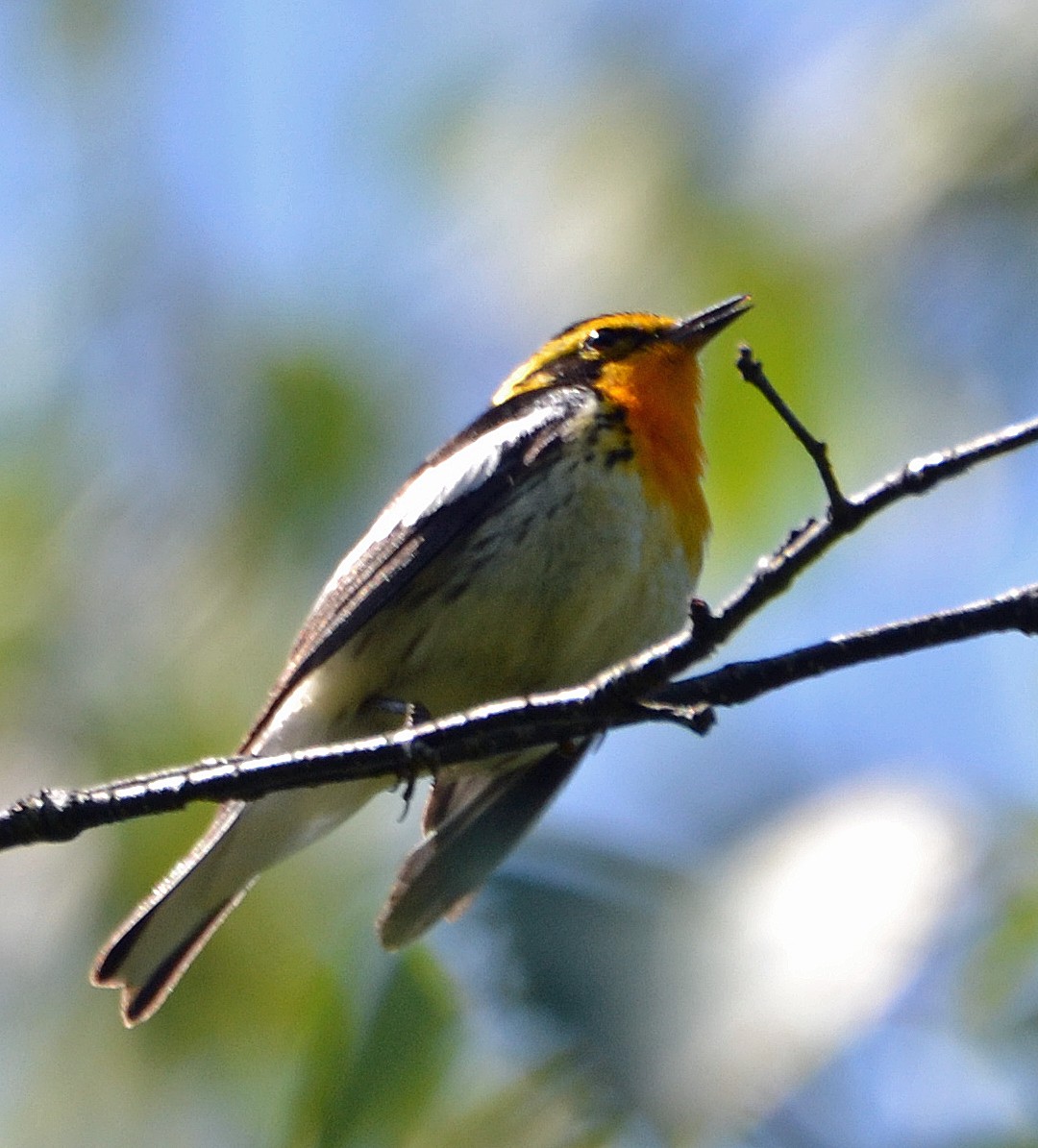 Blackburnian Warbler - ML62885041