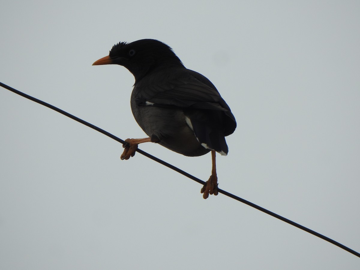 Jungle Myna - ML628850434