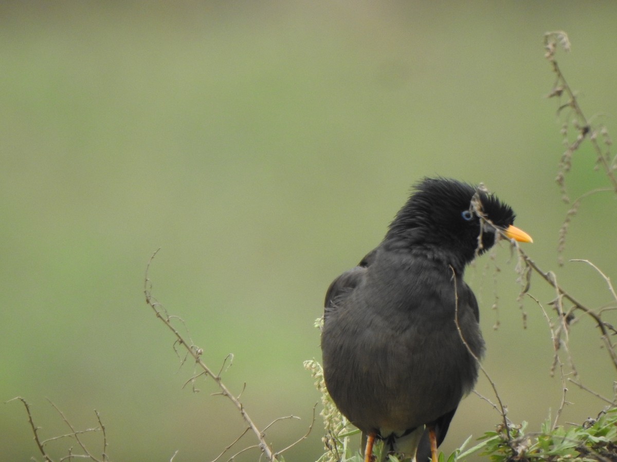 Jungle Myna - ML628850435