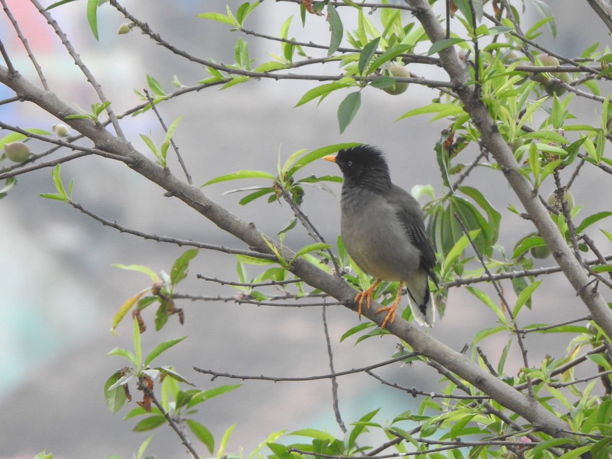 Jungle Myna - ML628850436