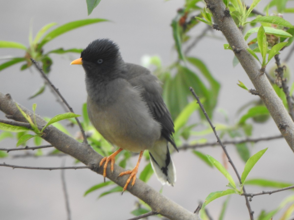 Jungle Myna - ML628850437