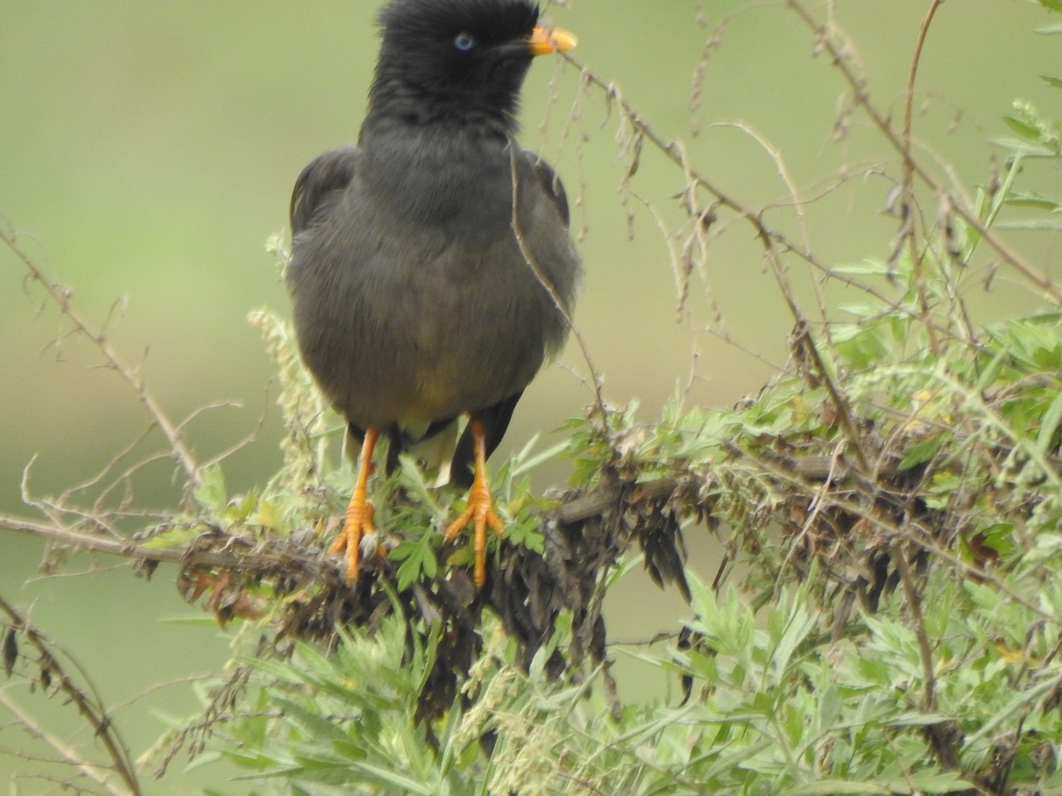 Jungle Myna - ML628850438