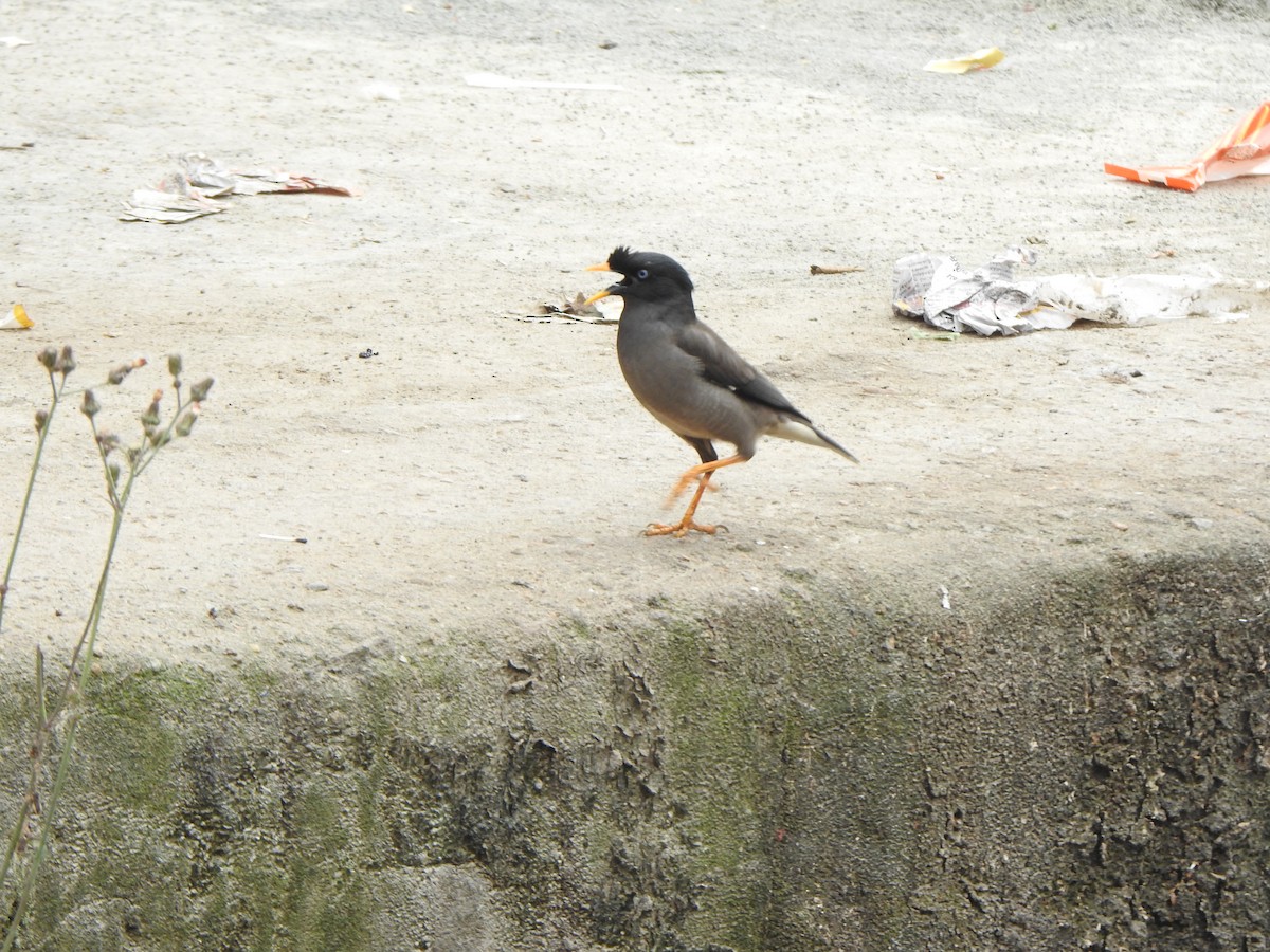 Jungle Myna - ML628850448