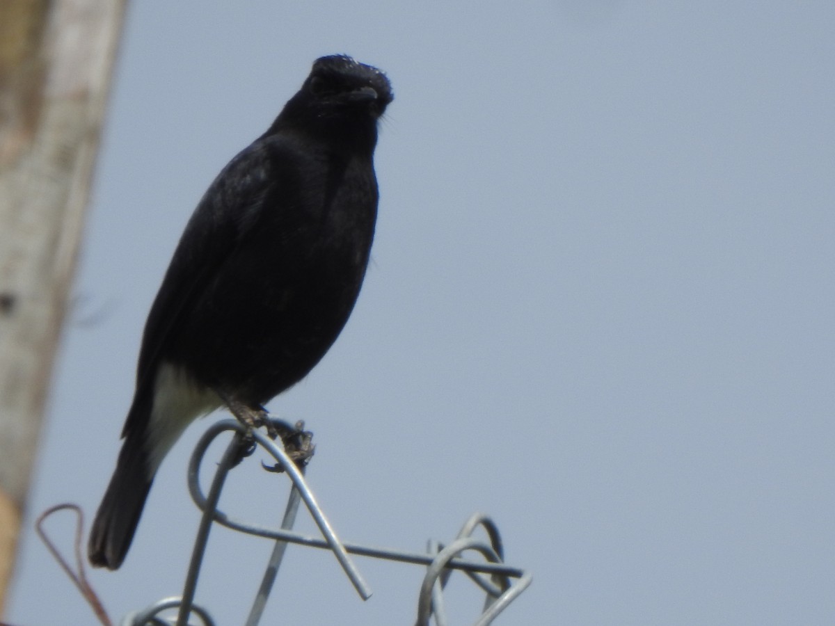 Pied Bushchat - ML628850476