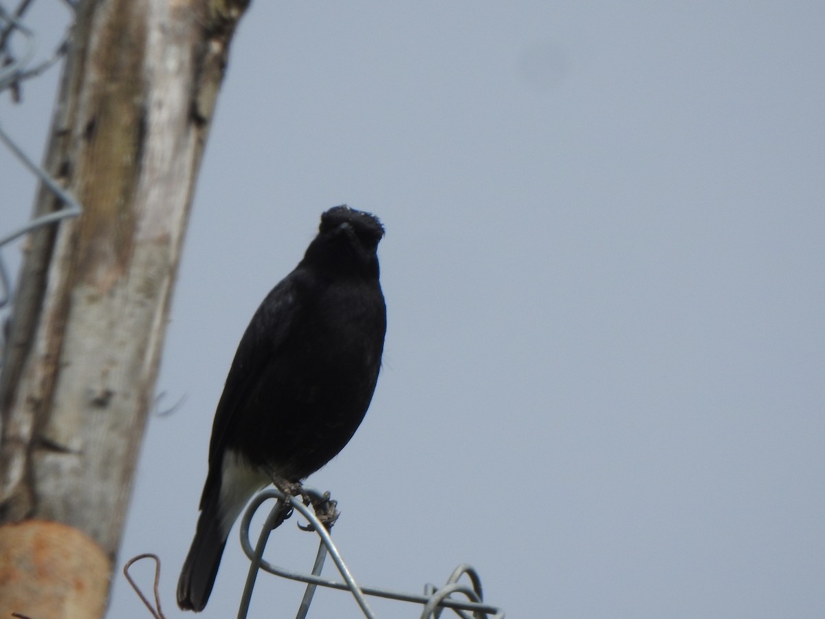 Pied Bushchat - ML628850477