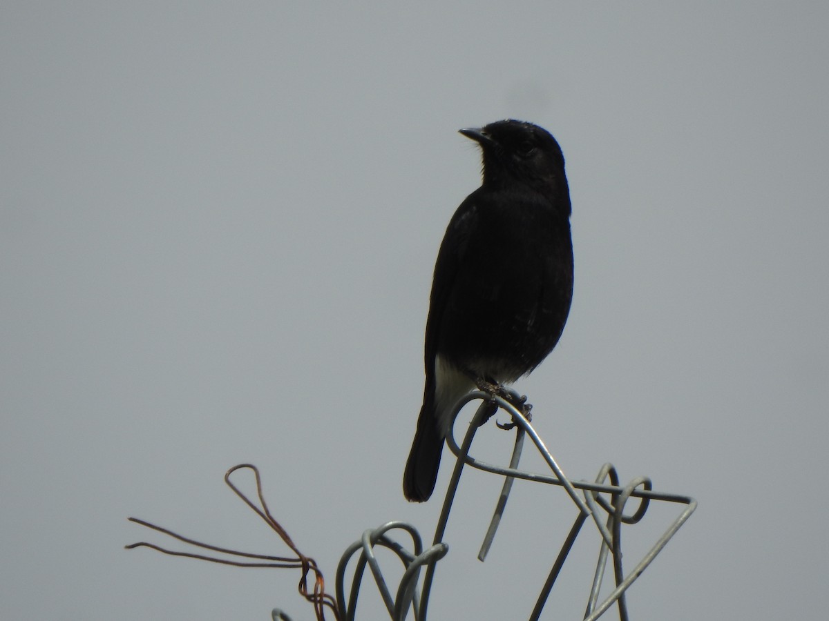 Pied Bushchat - ML628850478