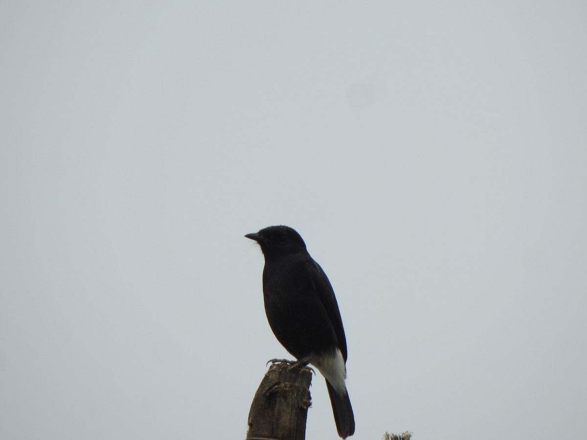 Pied Bushchat - ML628850479