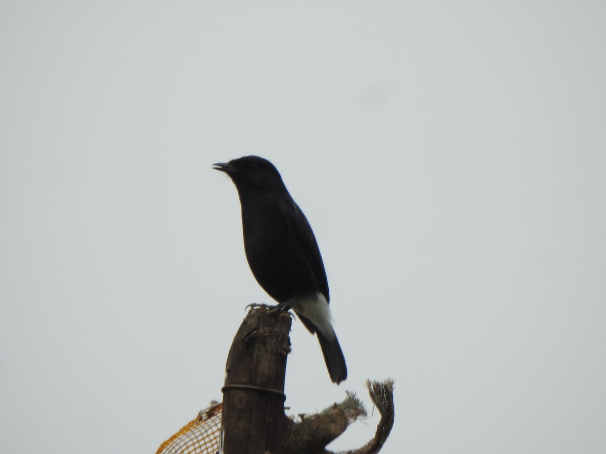 Pied Bushchat - ML628850480