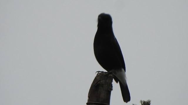 Pied Bushchat - ML628850531