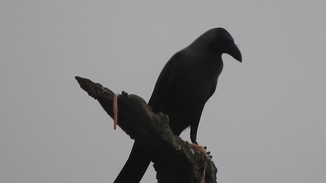 House Crow - ML628850562