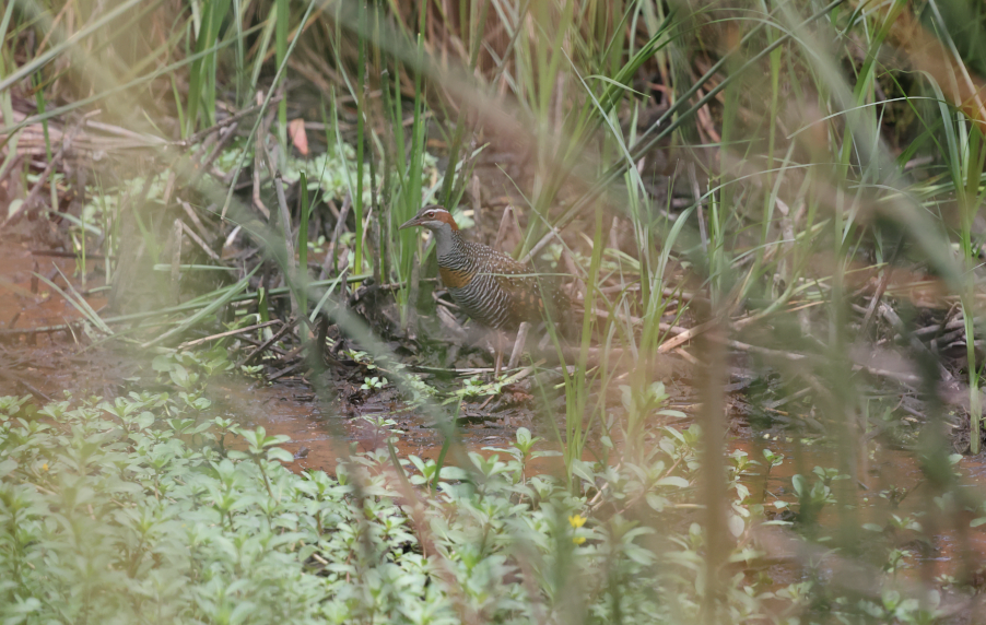 Buff-banded Rail - ML628850639
