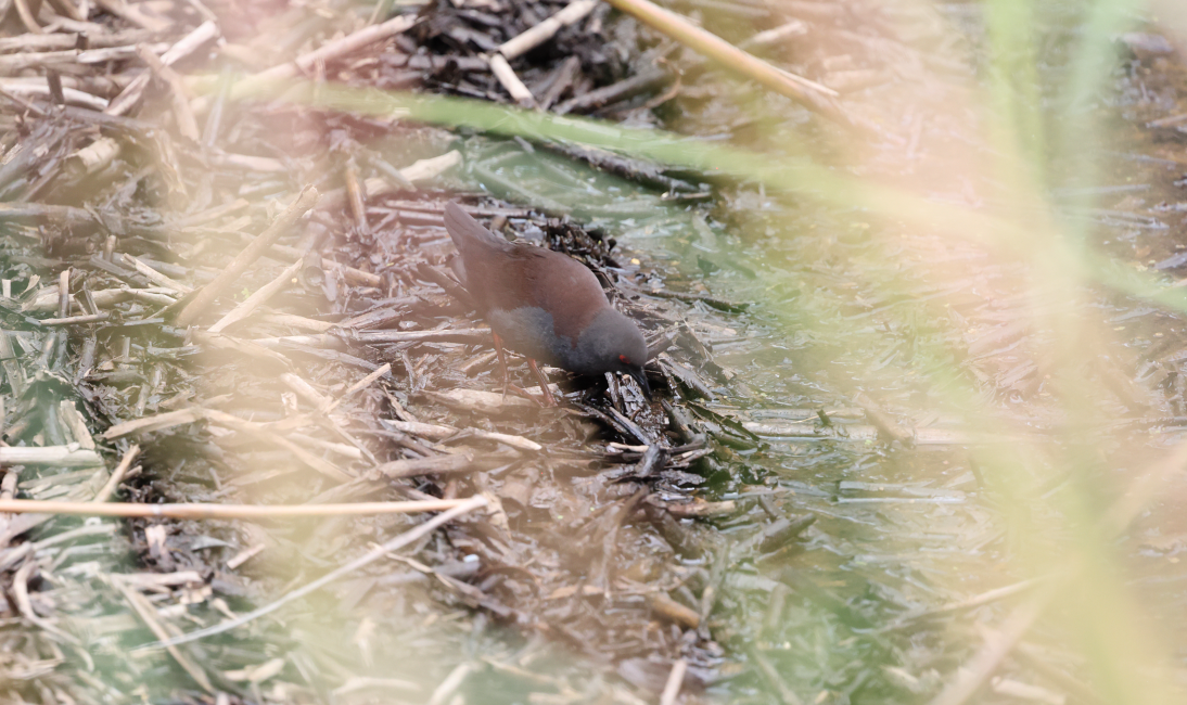 Spotless Crake - ML628850651