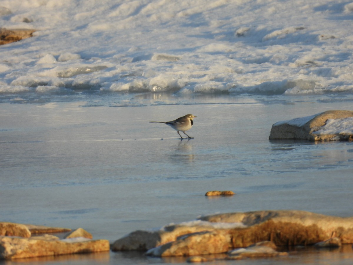 白鶺鴒 - ML628850858