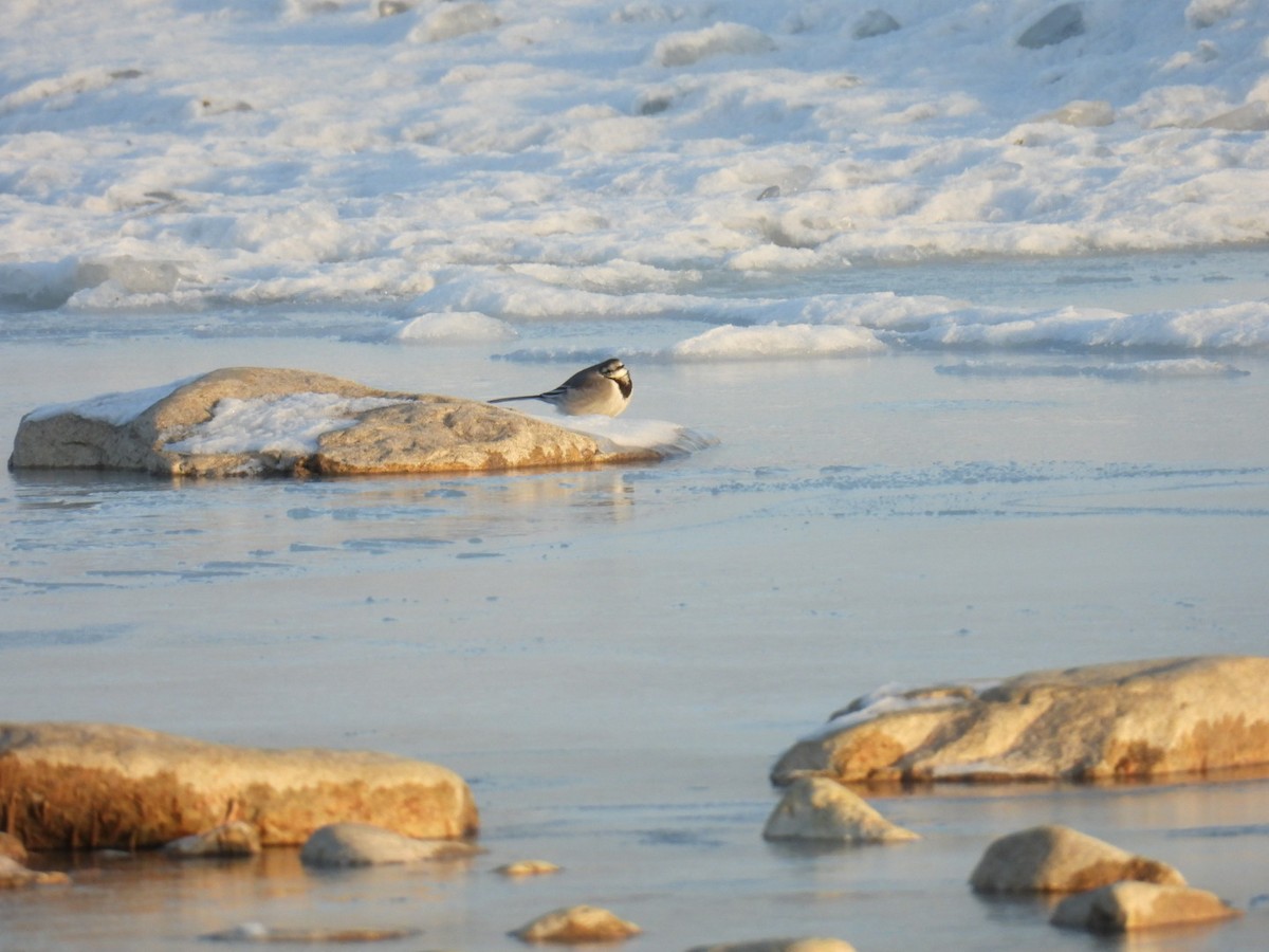 白鶺鴒 - ML628850859