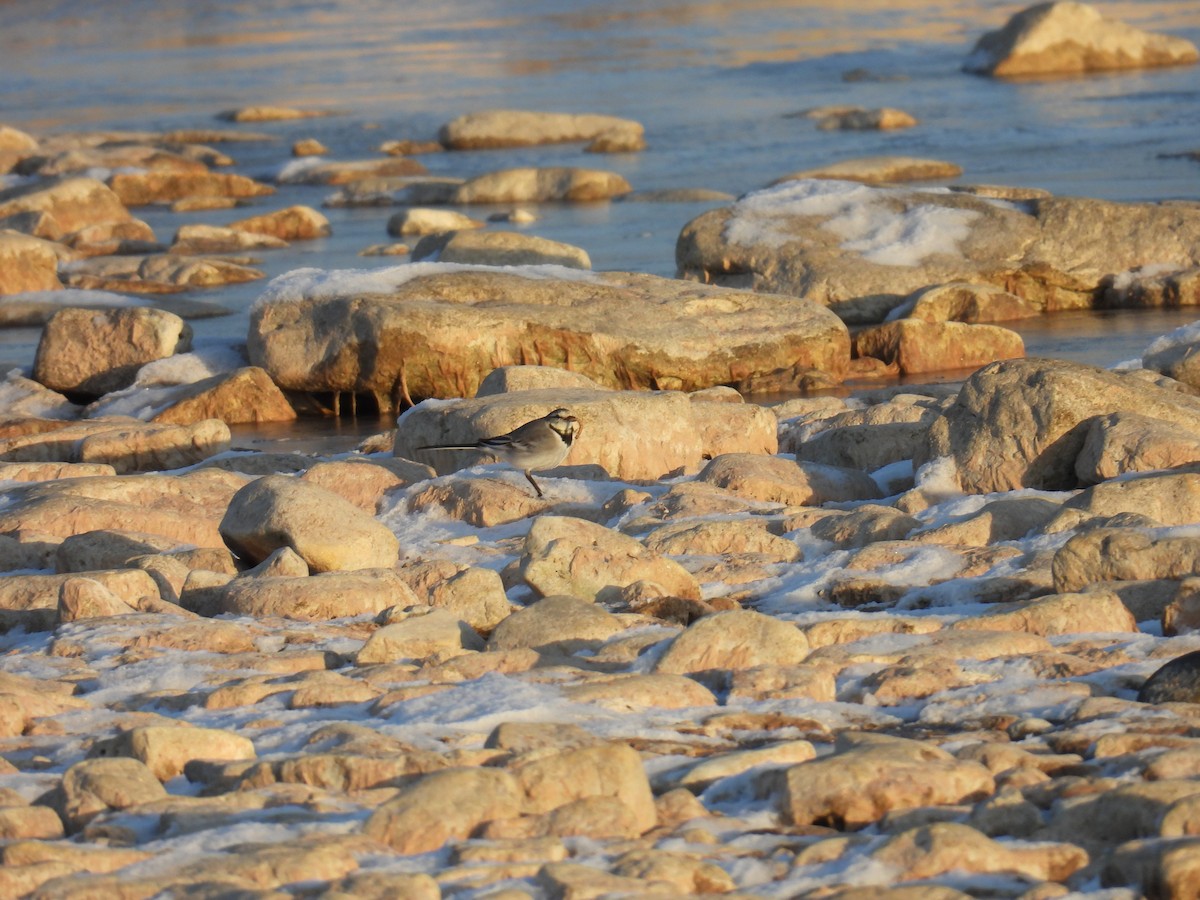 白鶺鴒 - ML628850860