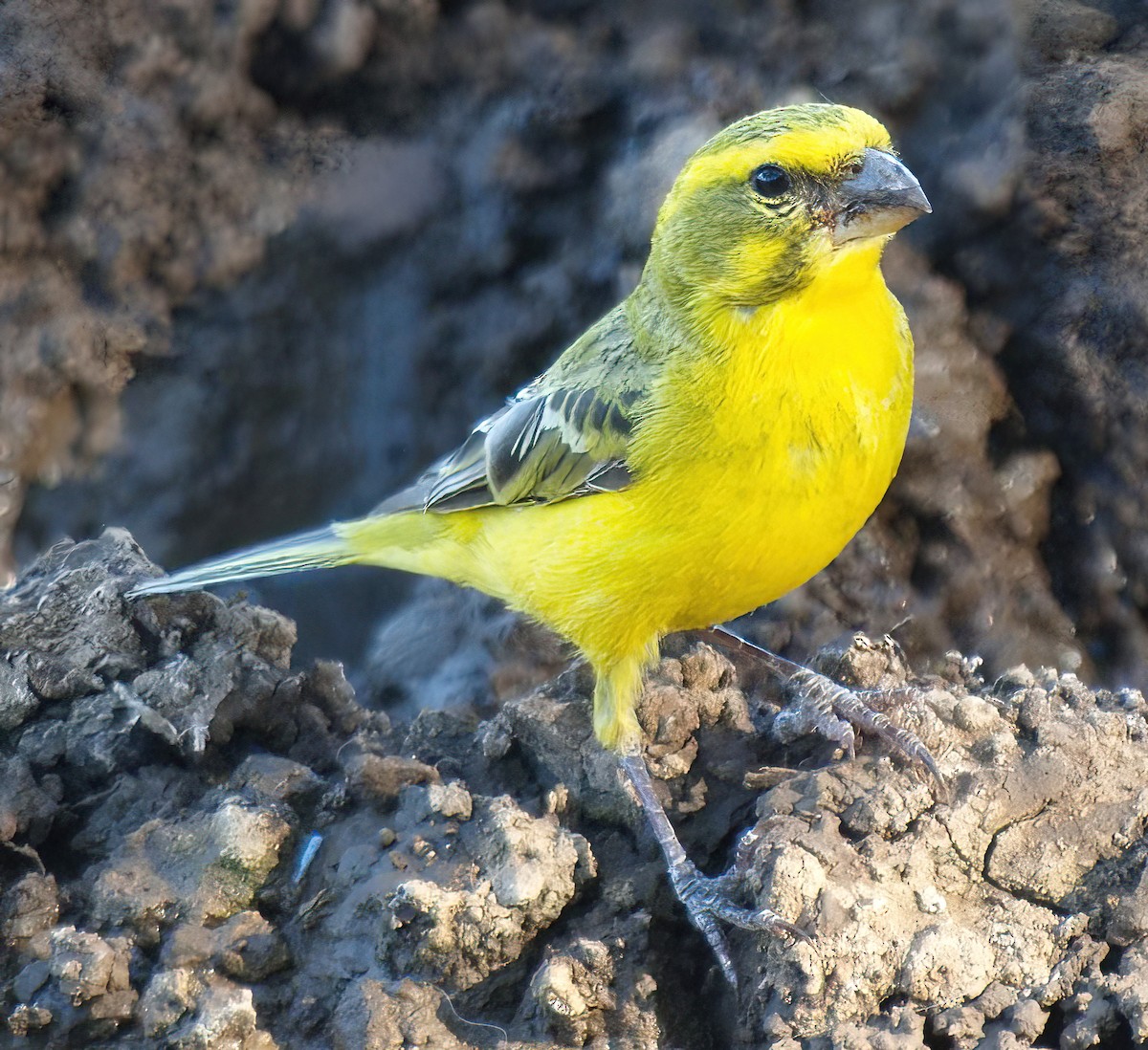 Serin de Sainte-Hélène - ML628850902
