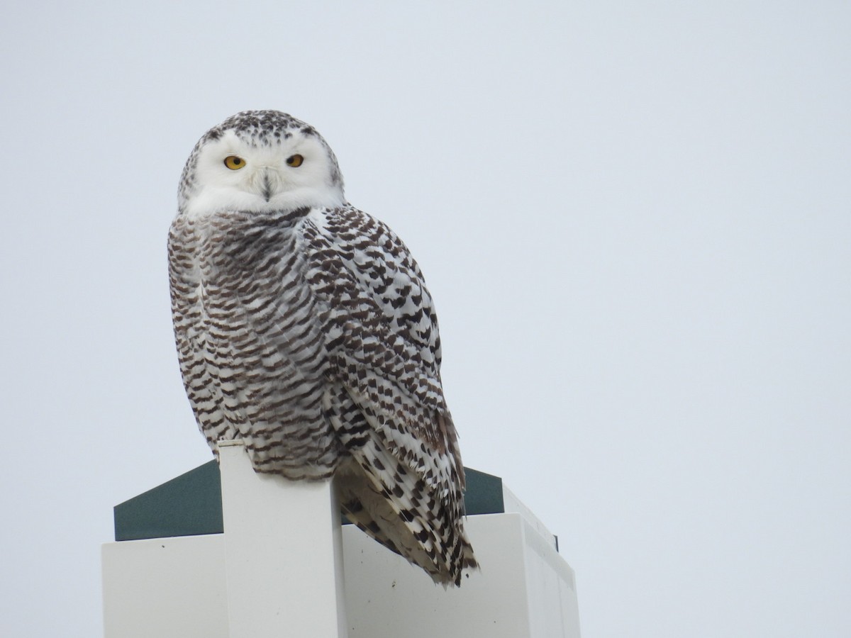 Snowy Owl - ML628850928