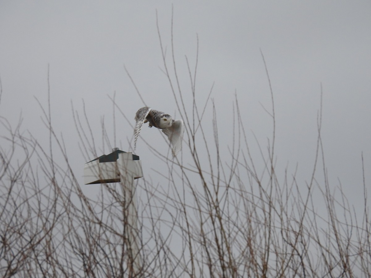 Snowy Owl - ML628850929
