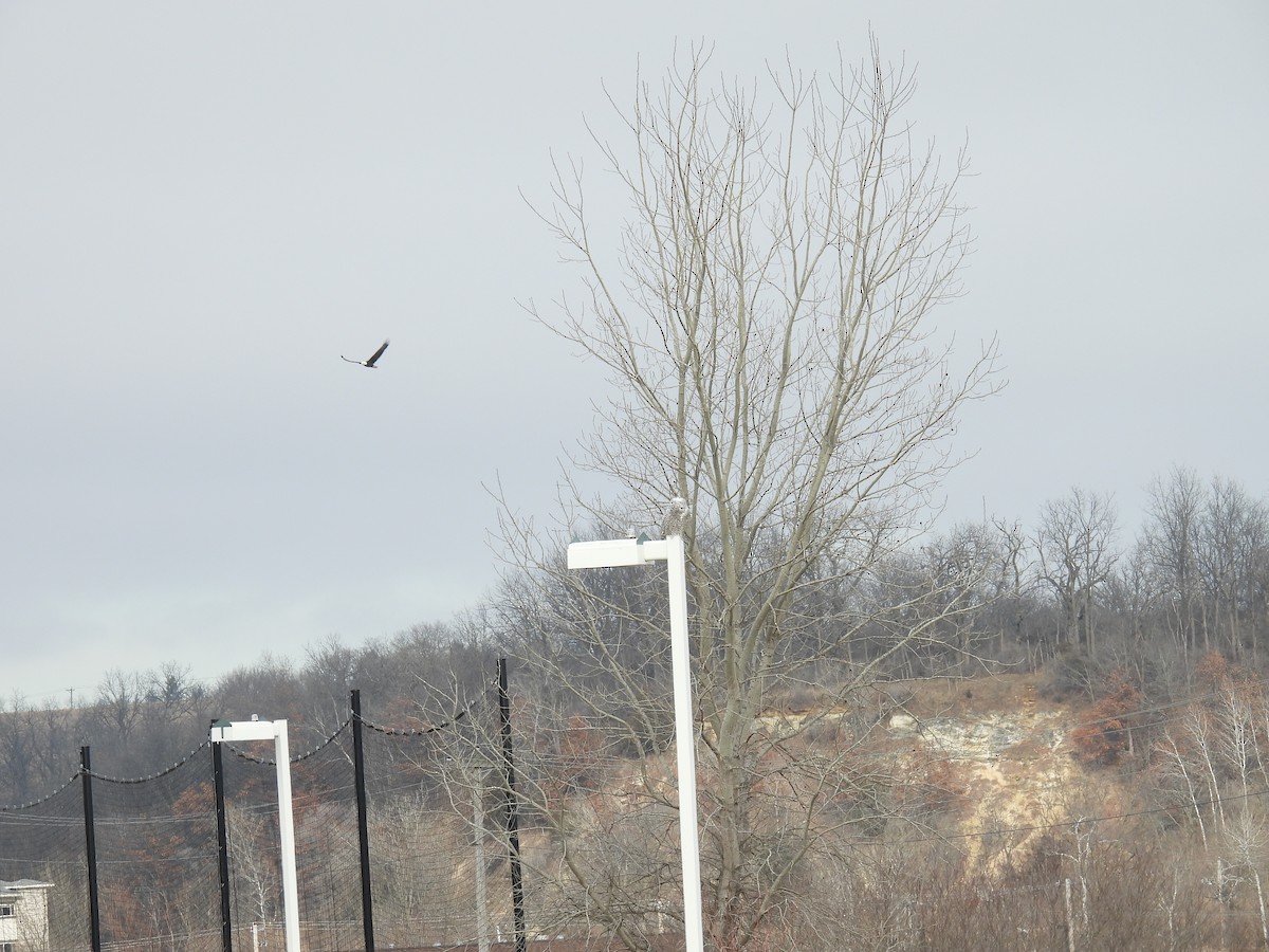 Snowy Owl - ML628850930