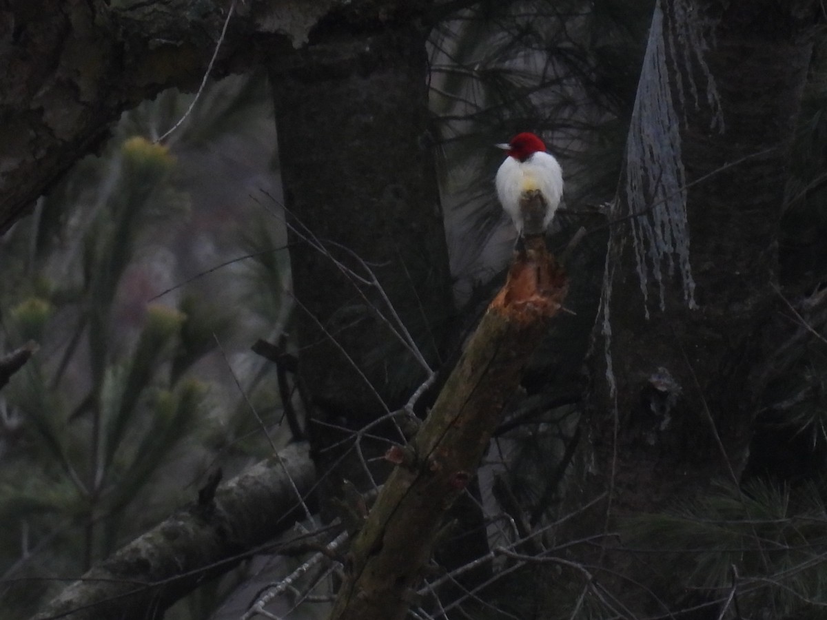 Red-headed Woodpecker - ML628850953