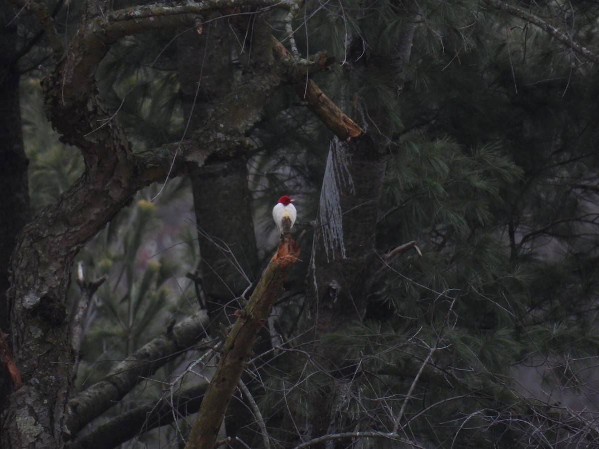 Red-headed Woodpecker - ML628850955
