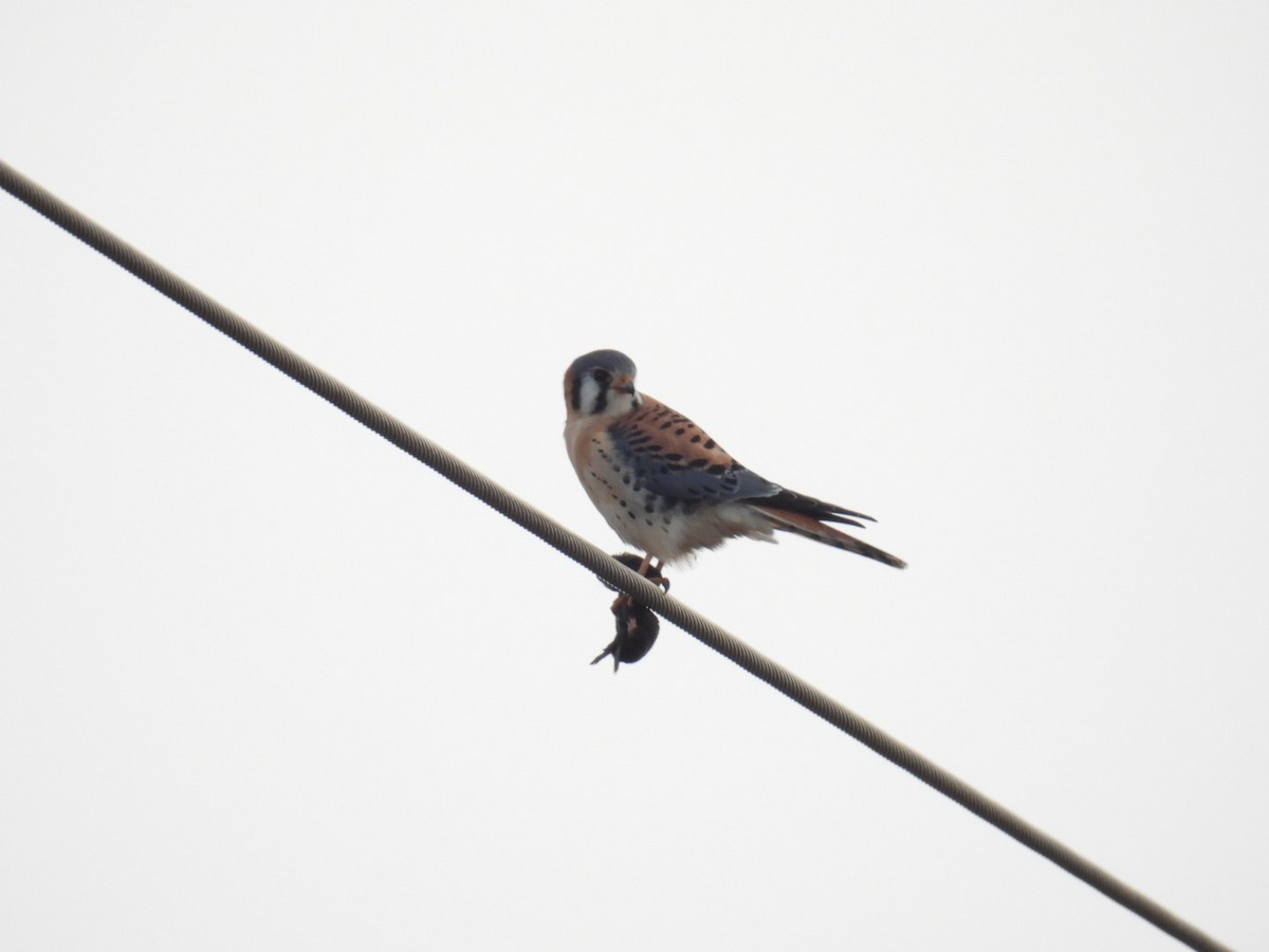 American Kestrel - ML628851003