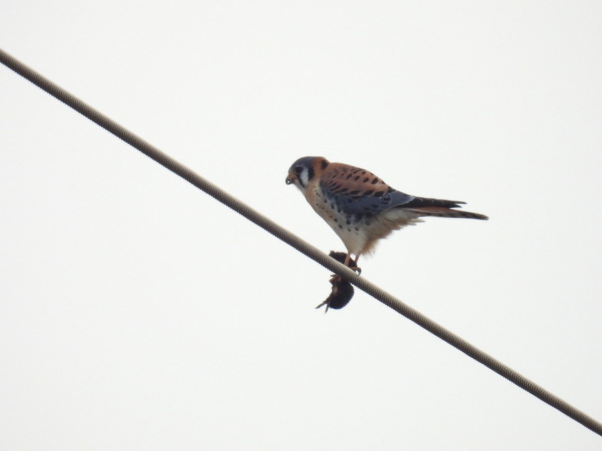 American Kestrel - ML628851004