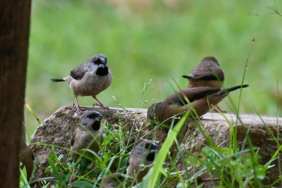 Madagascar Munia - ML628851583