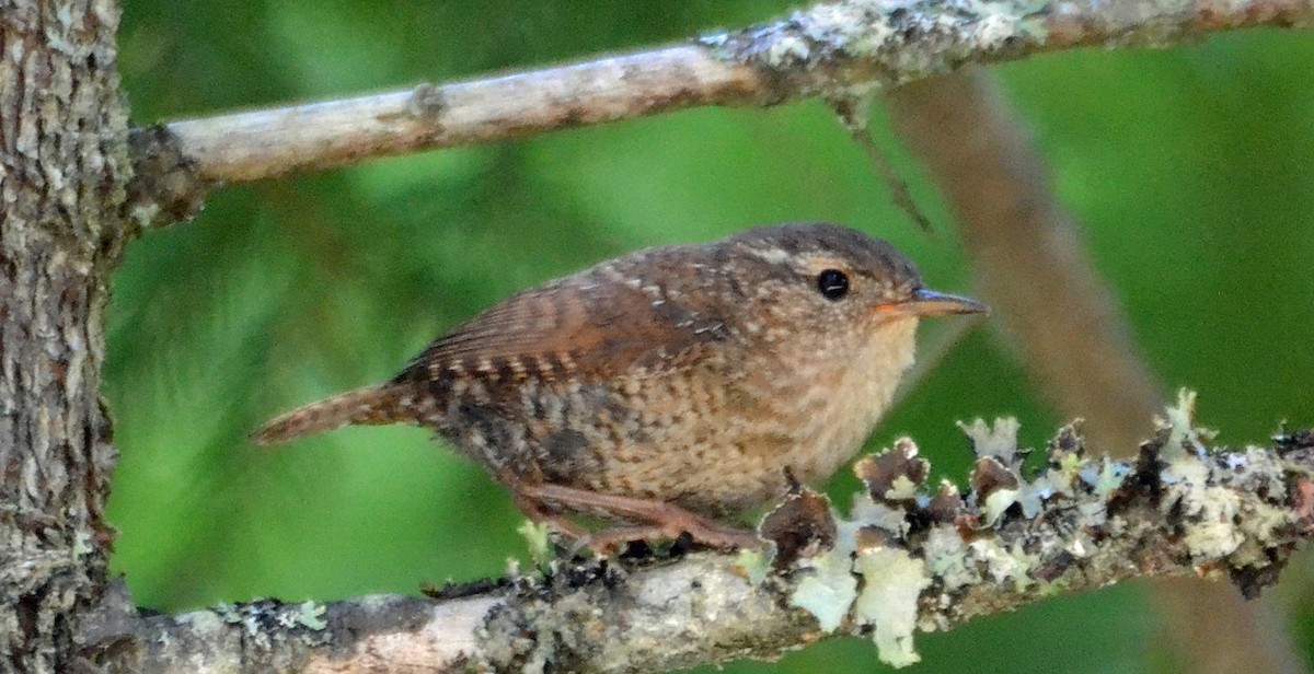 Winter Wren - ML62885161