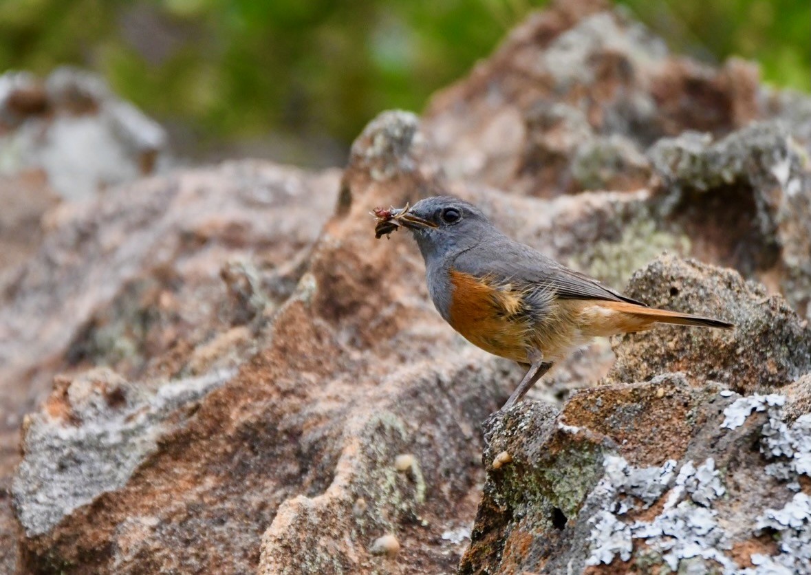 Forest Rock-Thrush (Benson's) - ML628851653
