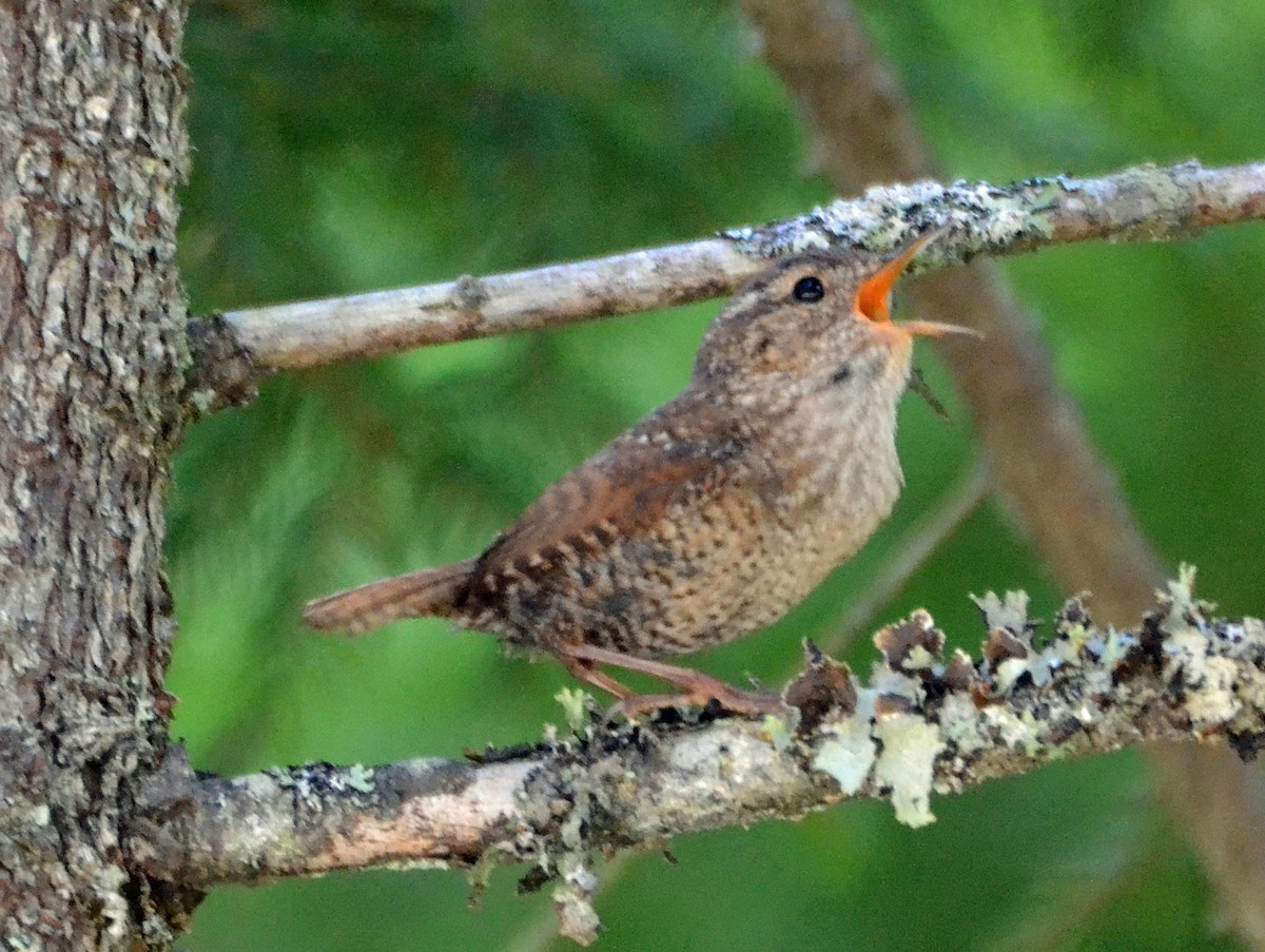 Winter Wren - ML62885171