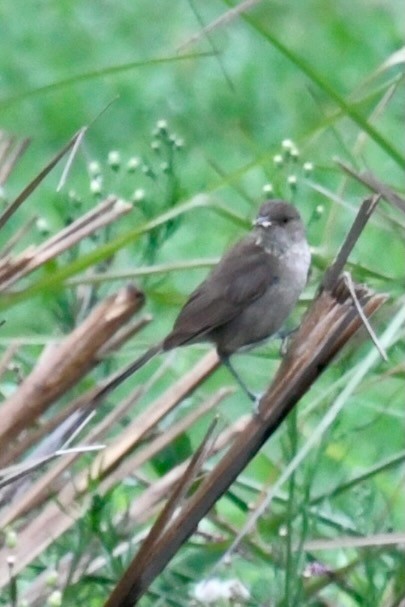 Malagasy Brush-Warbler (Malagasy) - ML628851825