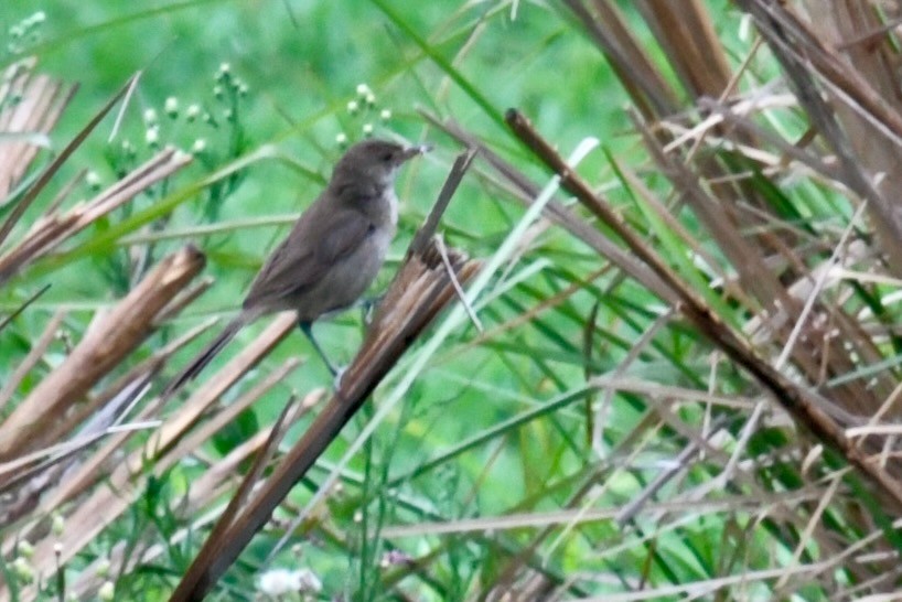 Malagasy Brush-Warbler (Malagasy) - ML628851826