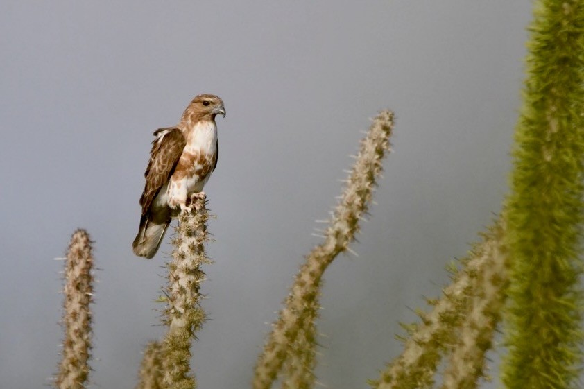 Madagascar Cuckoo-Hawk - ML628851996