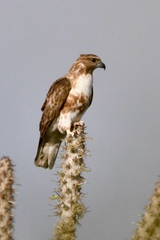 Madagascar Cuckoo-Hawk - ML628851997