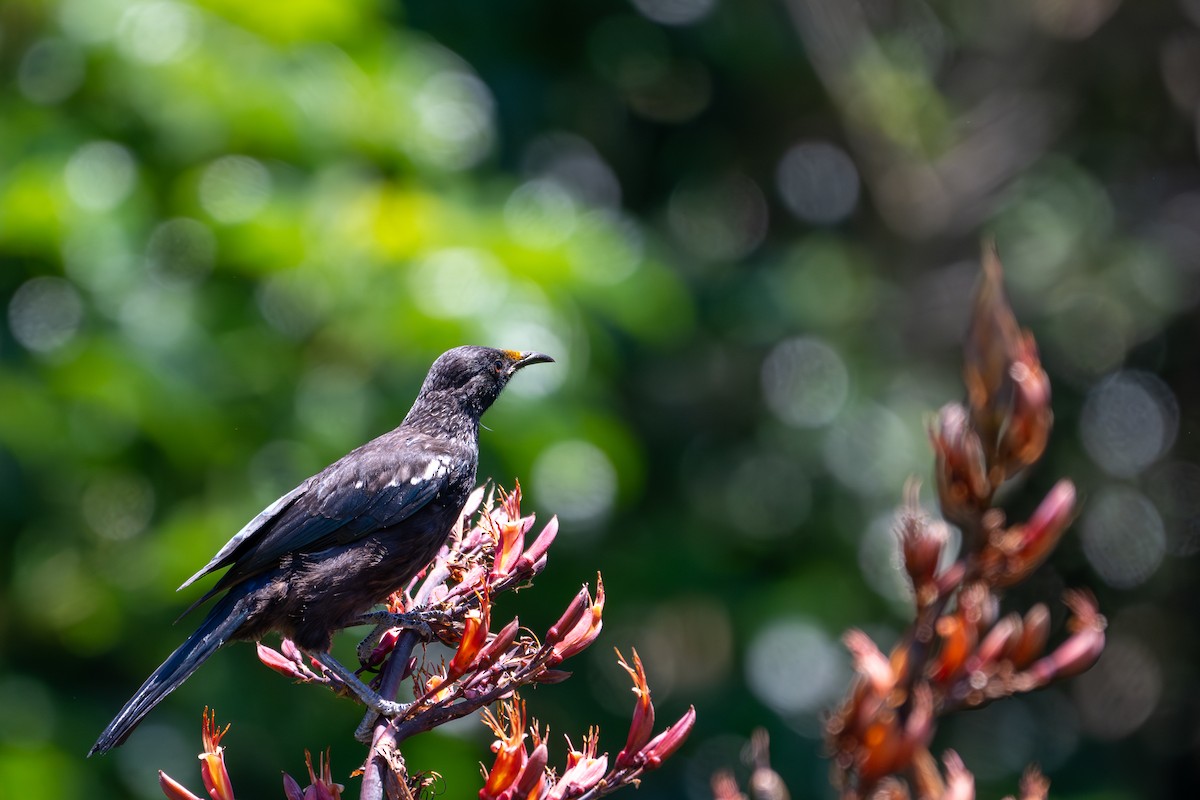 Tui - ML628852023
