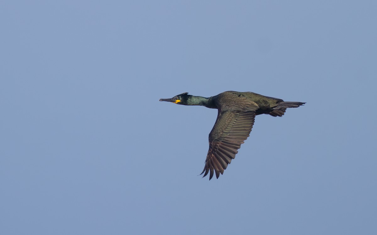 European Shag - ML628852235