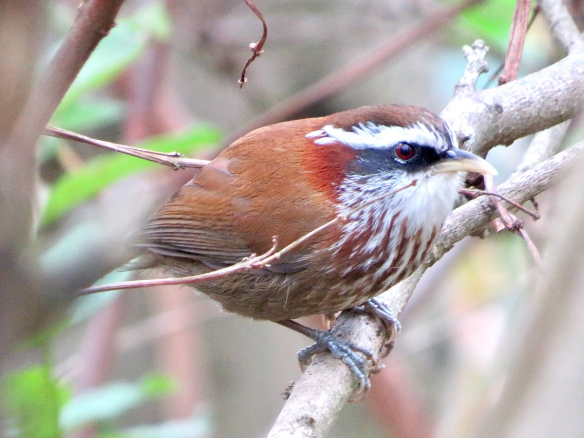 Streak-breasted Scimitar-Babbler - ML628852295