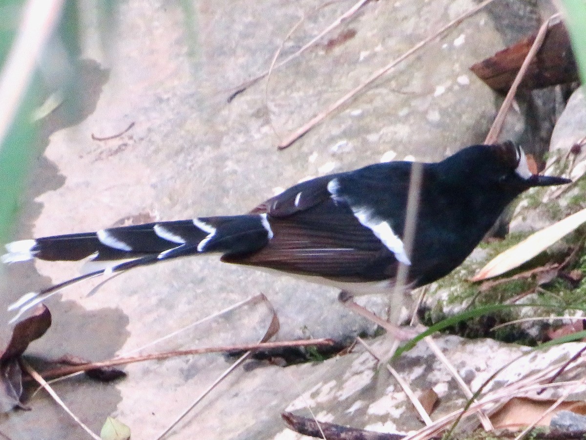 White-crowned Forktail - ML628852306