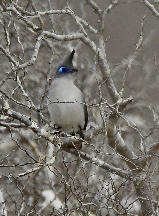 Verreaux's Coua - ML628852386