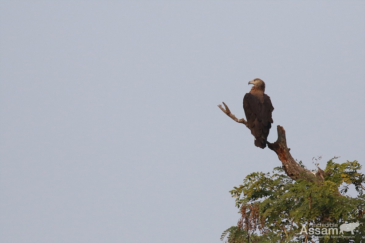 Bindenseeadler - ML628852691