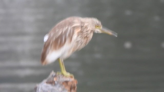 Indian Pond-Heron - ML628852723