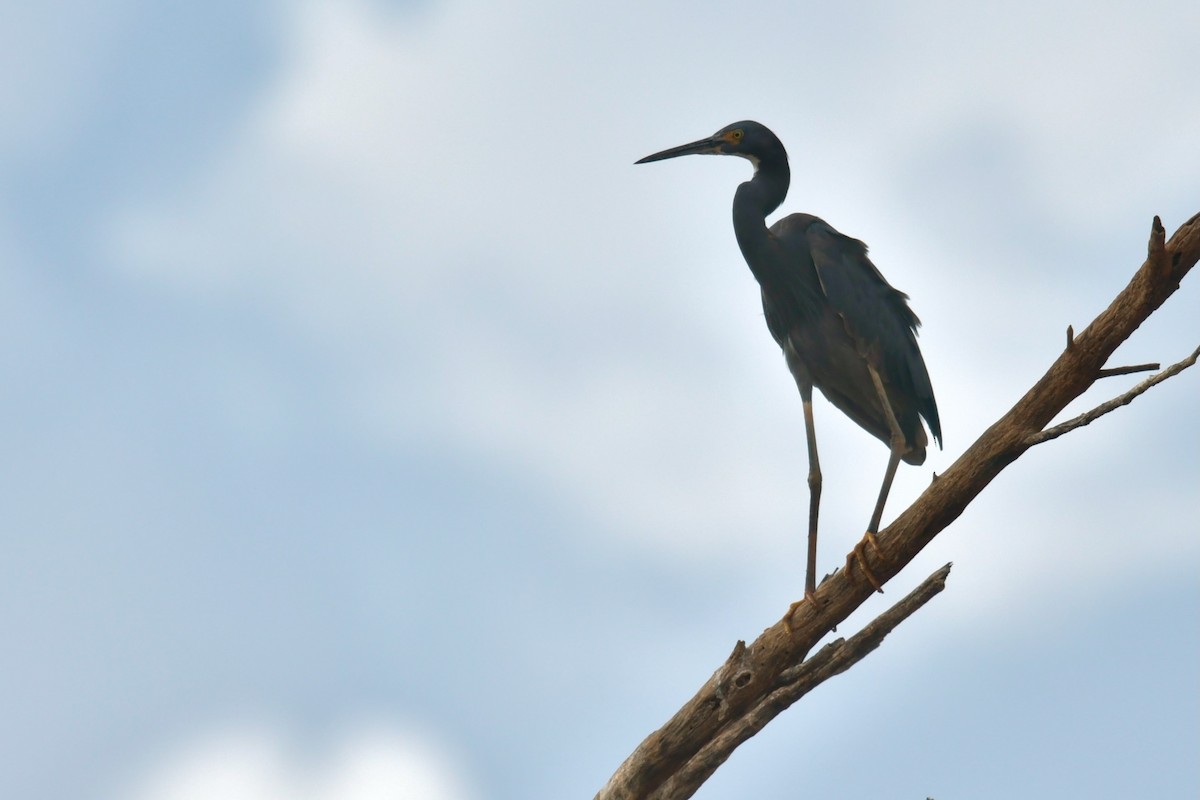 Humblot's Heron - ML628852773